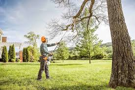 How Our Tree Care Process Works  in Trenton, TN